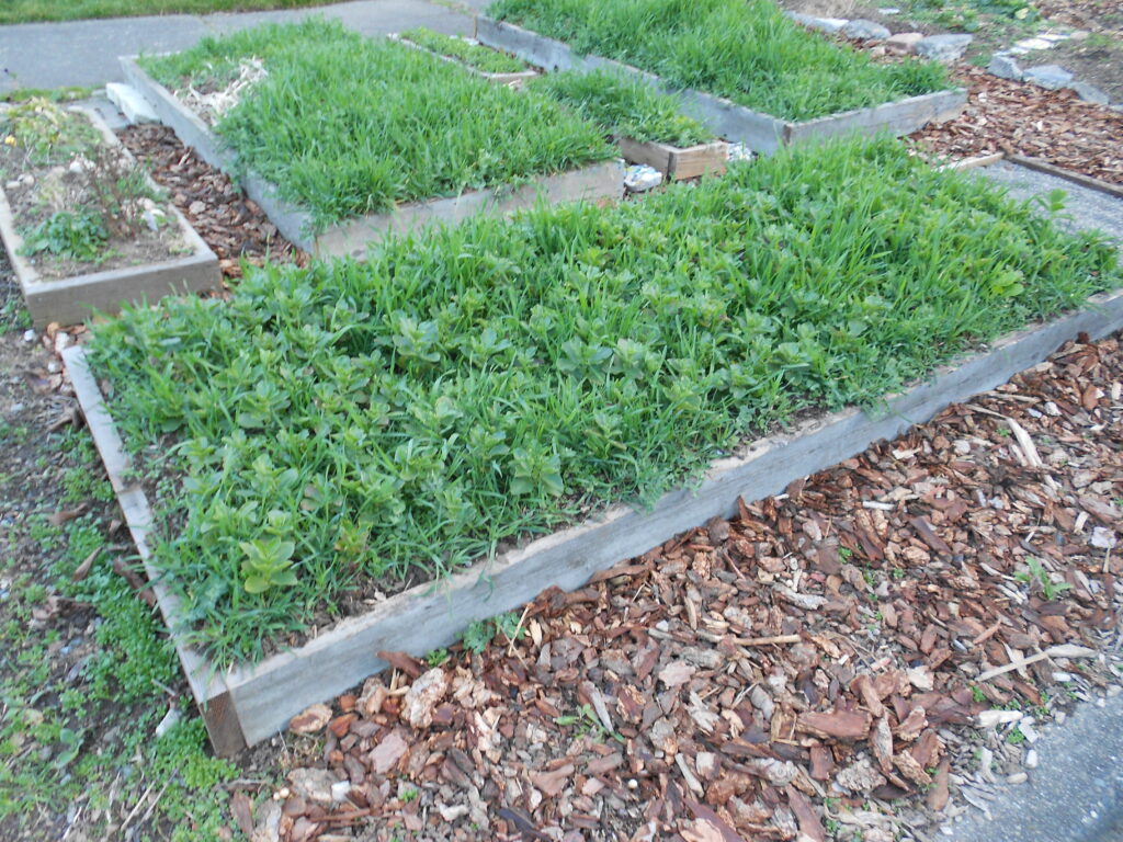 Fava bean planted in raised beds.