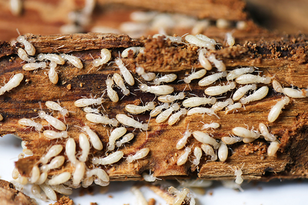 White termites pack a wooden gallery they’ve carved. 