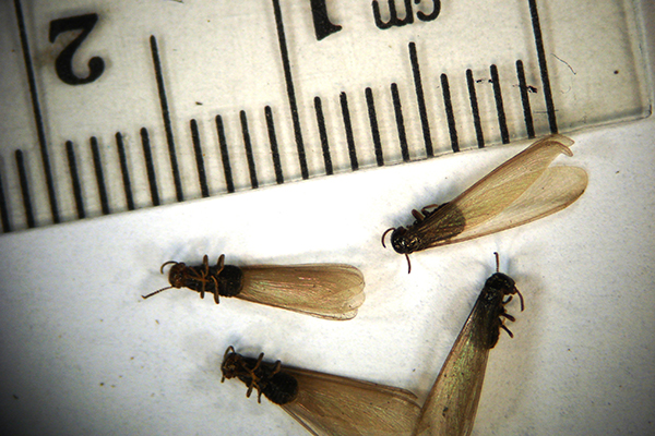 Four winged termite adults next to a tape measure showing their average length to be around seven or eight millimeters.