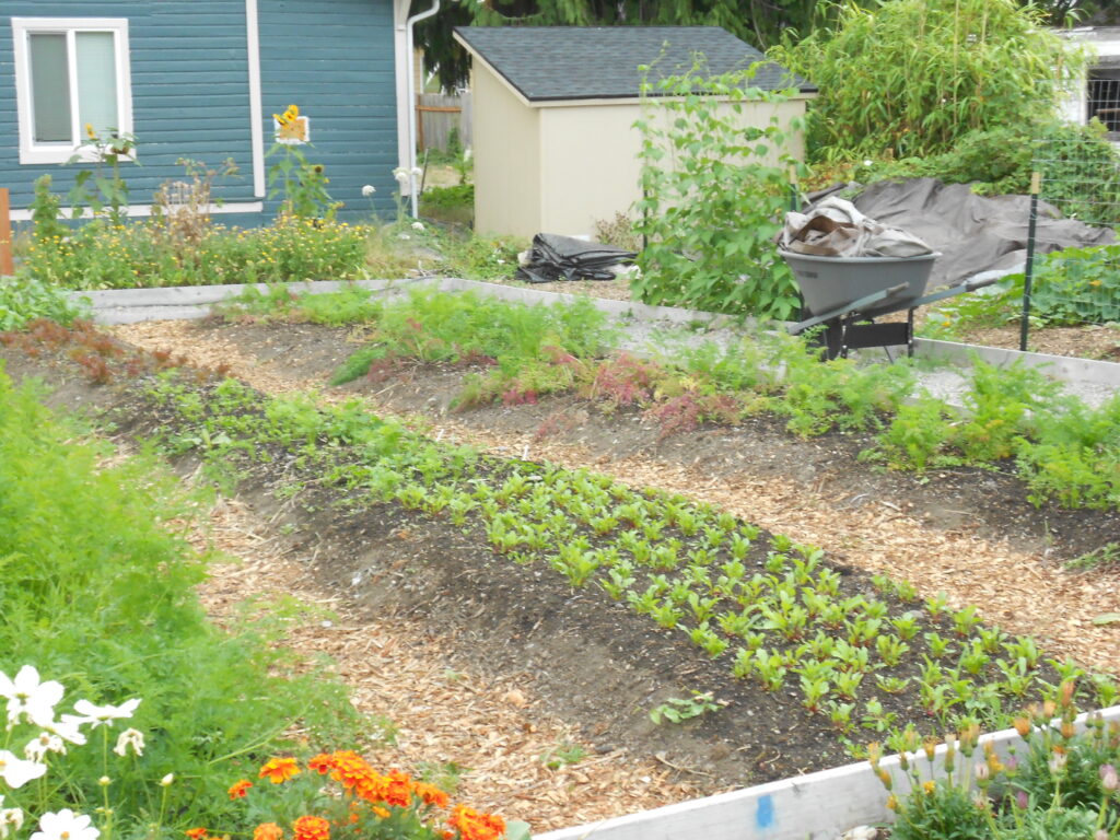 Parallel raised garden rows with bark chip paths between them.