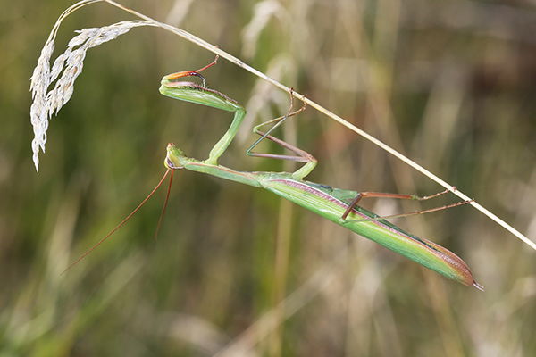 European praying mantis on underside of grass stalk.