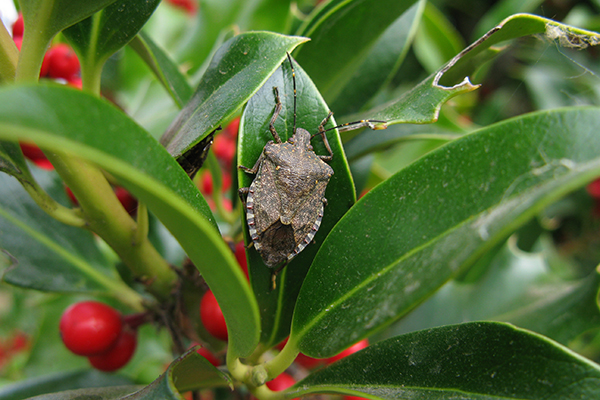 Close-up of brown marmorated stink bug.
