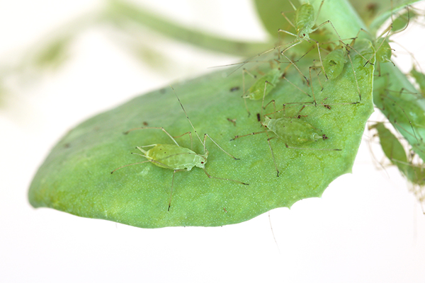 Green aphids on a green leaf.