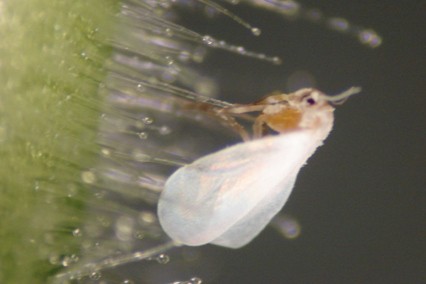 Close-up of white fly.