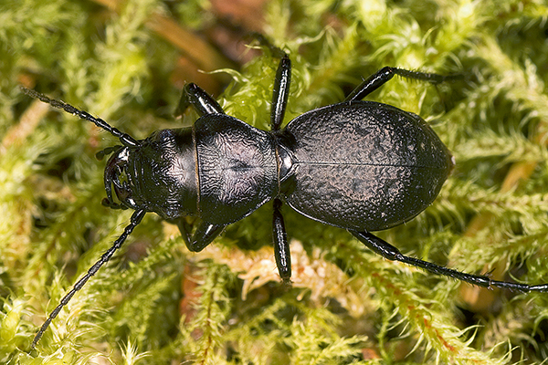 Predaceous ground beetle on moss.