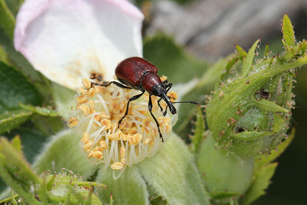 A weevil with a long snout perched on a flower.