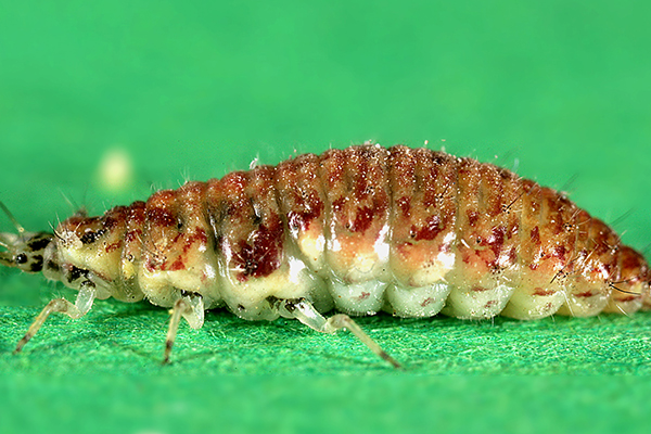 Green lacewing on a plant stem, showing its slender green body, long antennae, golden eyes, and clear veined wings folded over its back.