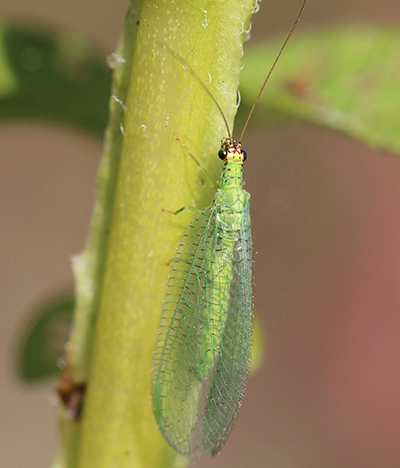Lacewing larva with thick midsection, segments, and two large, front mandibles.