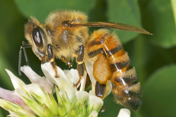 Close-up of honey bee on flower.