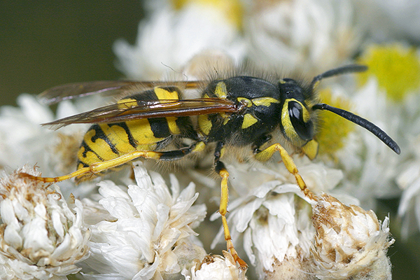 Close-up of yellowjacket on flower.