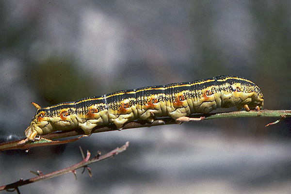 Tomato hornworm larva on twig.