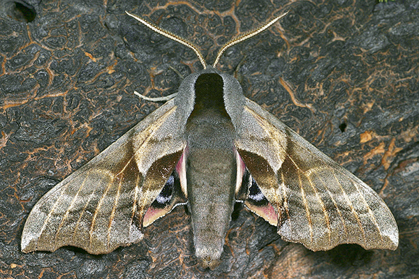 Top-down view of adult white-lined sphinx moth on bark of tree.