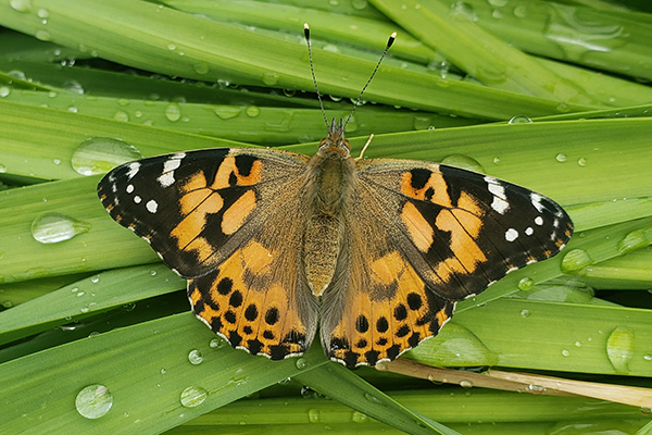 West coast lady butterfly on dewy leaves, showing orange, black and white coloration on wings.