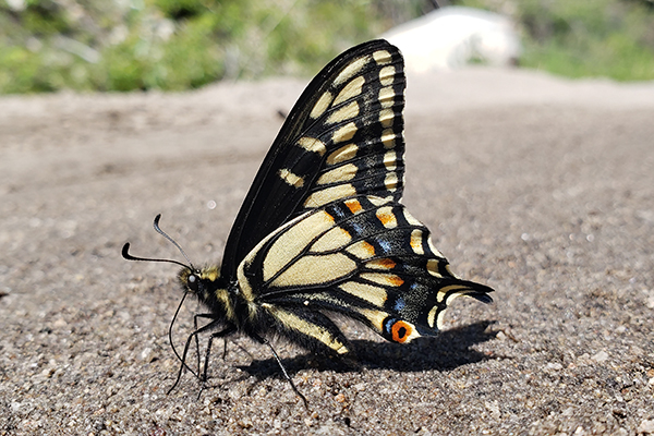 Side view of western tiger swallowtail, showing vibrant orange, black, yellow, and blue coloration.