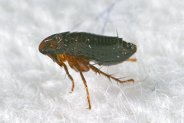 Side view of cat flea, showing hairless, shiny body long legs, relative to body size.