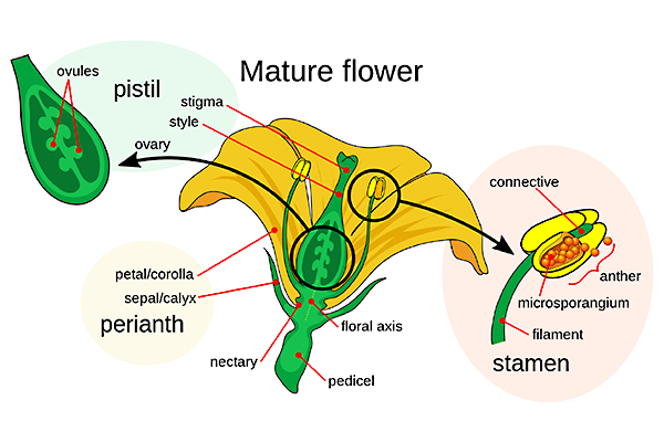 The female reproductive structure of a mature flower.