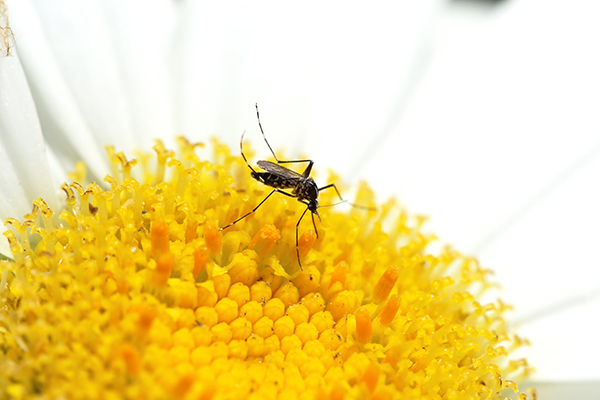 Close-up of mosquito on yellow flower.