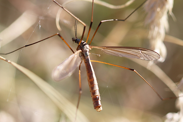 Close-up of crane fly. Prominent wings and halteres are visible.