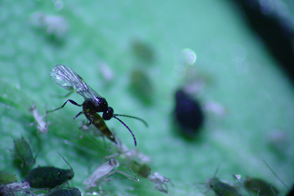 Close-up of braconid wasp next to similarly small aphids.