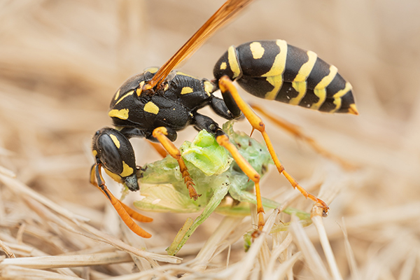 Close-up of paperwasp feeding on a green insect.