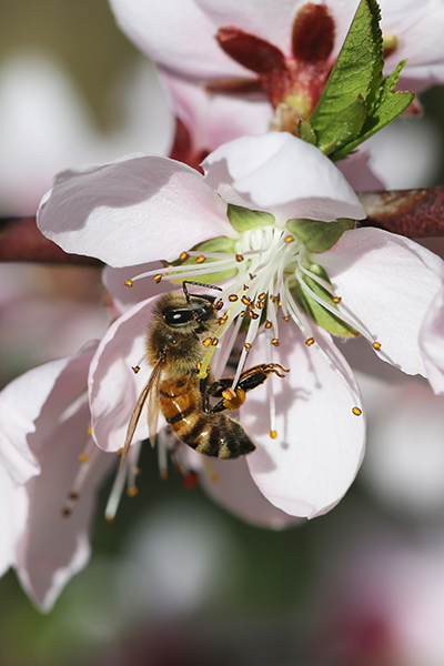 Honey bee on pinkish-white flower.