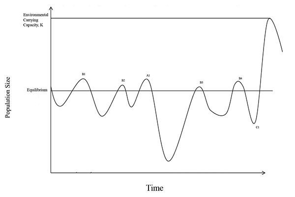 Line graph showing population size over time in relation to environmental carrying capacity. Y-axis (vertical): Population size. X-axis (horizontal): Time. A horizontal line labeled Equilibrium crosses the middle of the graph. A higher horizontal line near the top is labeled Environmental Carrying Capacity, K. The population curve fluctuates above and below equilibrium, with labeled peaks and troughs: Peaks above equilibrium: B1, B2, A1, B3, B4. Deep low point below equilibrium: C1. After C1, the curve rises sharply, approaches the carrying capacity, and then dips slightly. The figure illustrates how populations oscillate around equilibrium and carrying capacity over time, demonstrating overshoots, declines, and cycles of recovery.