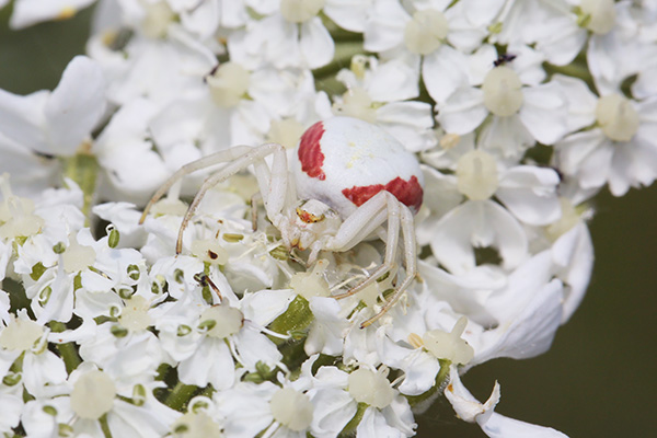 A white spider blending in among white flowers.