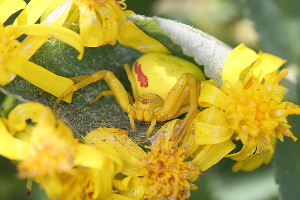 A yellow spider’s coloration nearly perfectly matches the coloration of the surrounding flowers.