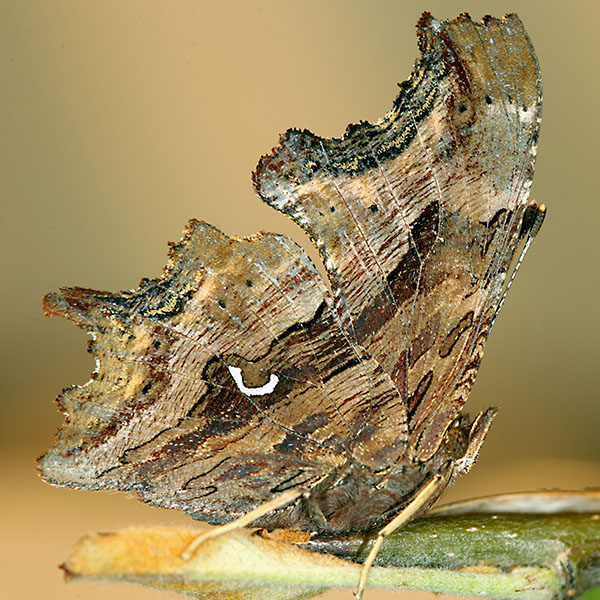 Side view of butterfly with coloration that is nearly indistinguishable from that of a dead leaf or bark.
