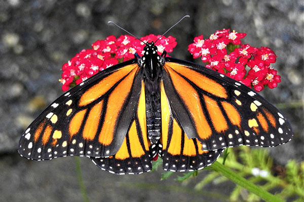Top-down view of a monarch butterfly on a cluster of red flowers.
