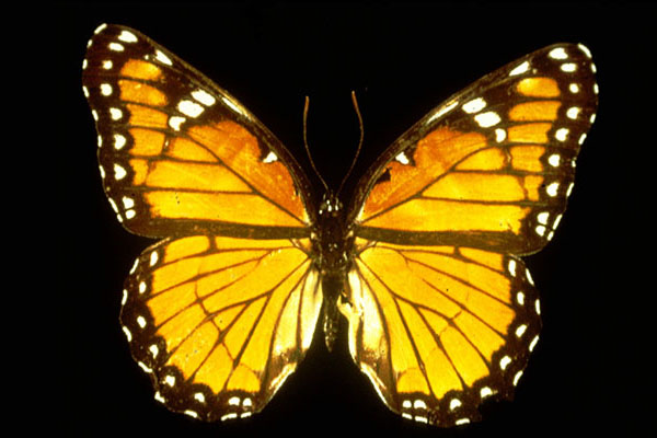 Viceroy butterfly against a black background.