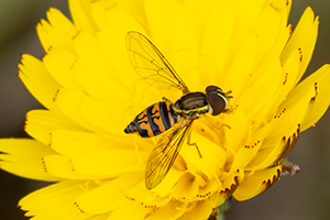 A syrphid fly on a yellow flower.