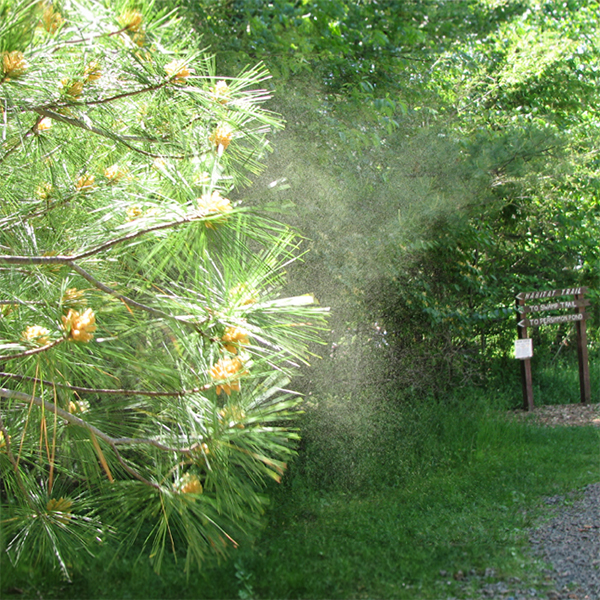 Yellowish pollen blowing from conifer tree.