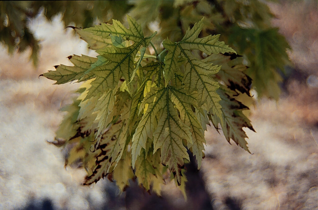 Close-up of green maple leaves.