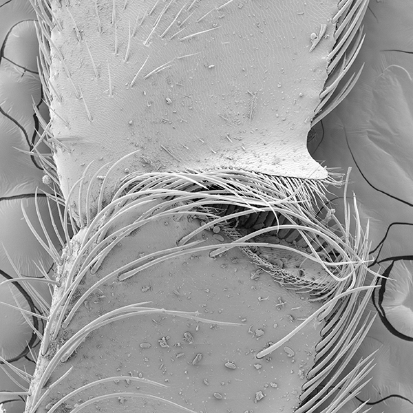 A scanning electron microscope image of the corbicula of a honey bee.