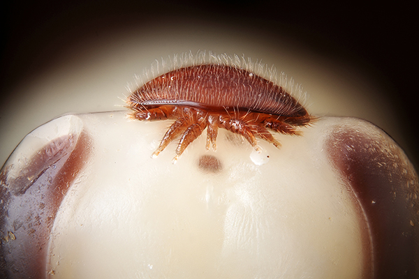 Female Varroa mite attached to honey bee pupa’s head.