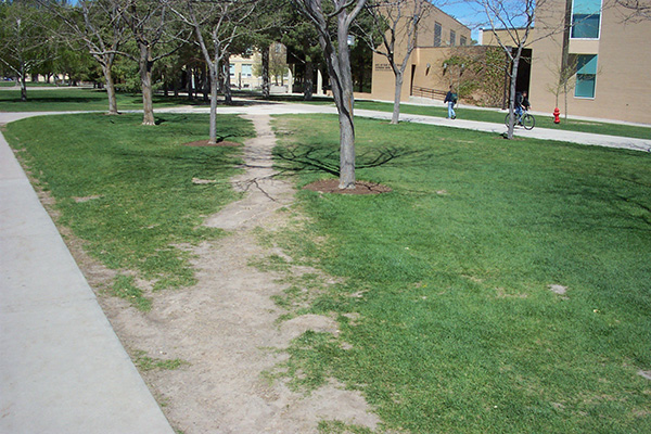 A compaction trail devoid of turfgrass running through a manicured lawn and landscape.
