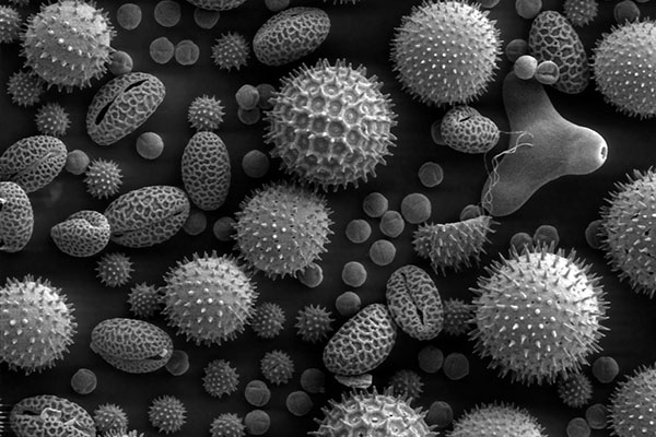 Scanning electron microscope image of different pollen grains. Many are circular or oval. Some have notable spikes surrounding the exterior.