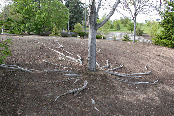 Tree roots spiderwebbing at the surface of heavily compacted, bare soil next to a parking lot.