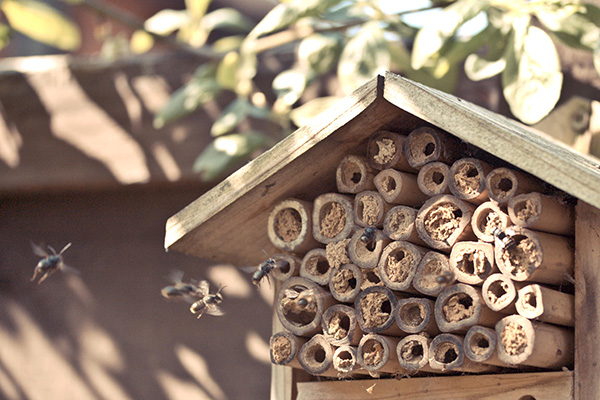 Mason bees enter and exit from bamboo tubes stacked in a wooden bee house.