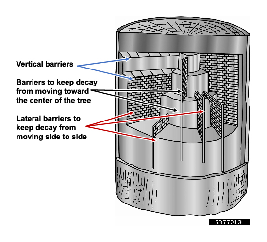 Diagram showing vertical and lateral barriers inside a tree that limit the spread of decay