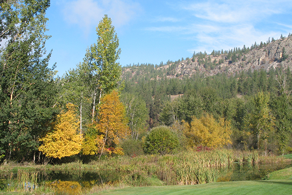 Various types of evergreen and deciduous trees abut a golf course and riparian area.