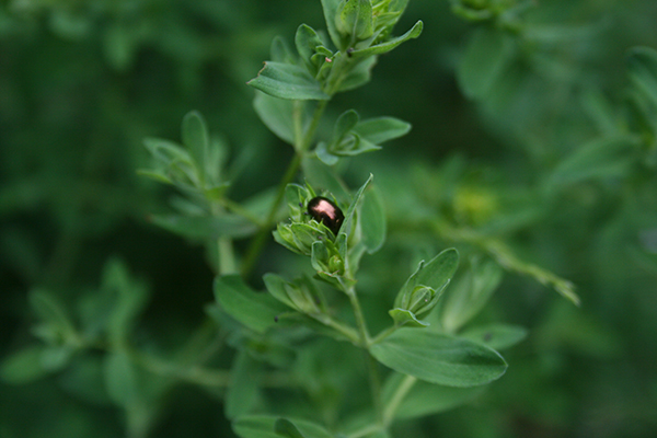 St. Johnswort leaves with shiny beetle perched atop.