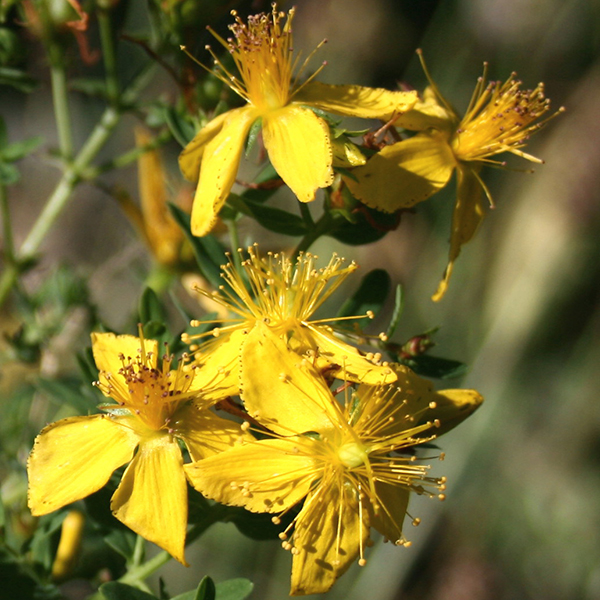Close-up of yellow St. Johnswort flowers.