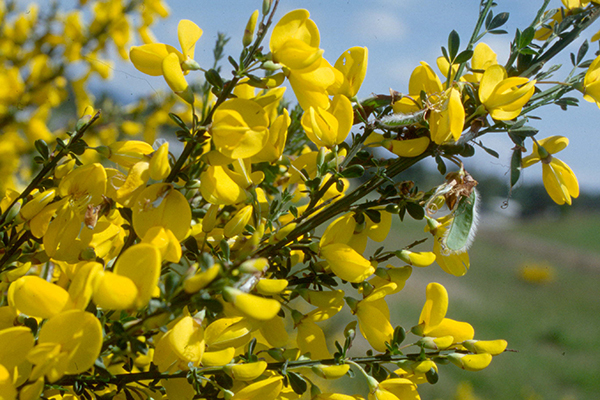 Close-up of yellow Scotch broom branch and flowers.