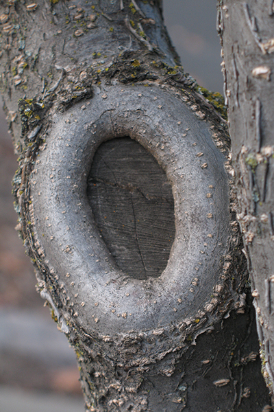 Tree trunk showing a closed wound where the bark has grown over a removed branch