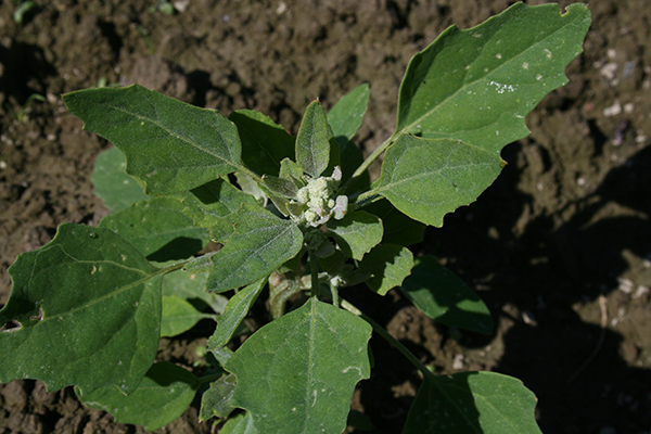 Top-down view of common lambsquarters.