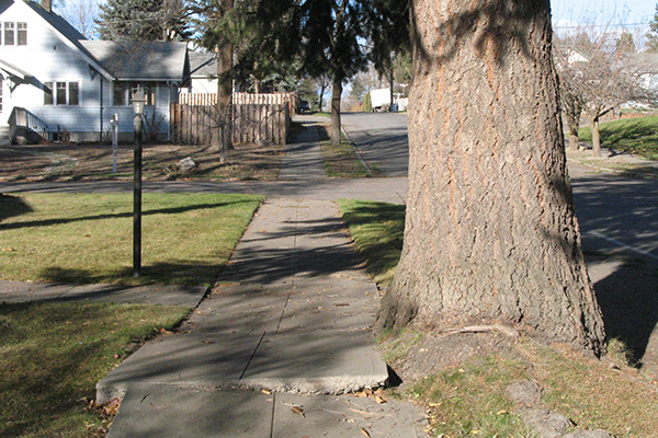 Douglas-fir tree outgrowing the grassy strip in which it was planted, causing the nearby sidewalk to buckle and slope.