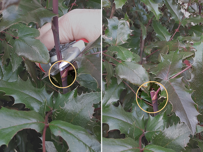 Two photos showing a pruning cut made just above a node on a shrub stem, marked with a yellow circle