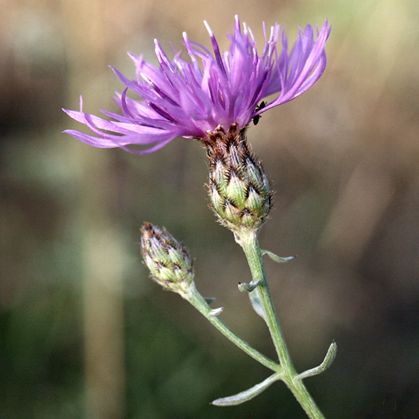 Close-up of purple spotted knapweed flower.